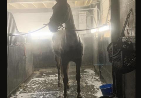 A horse being washed down in the indoor wash box