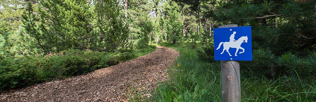 Off-road riding trail through the woods