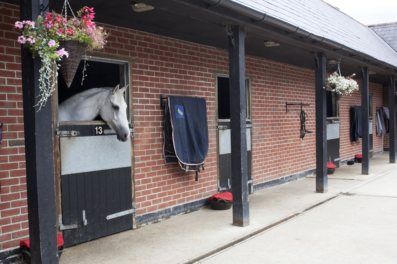 Horse Building Trust Through Training and Environment: Learning to Listen Differently