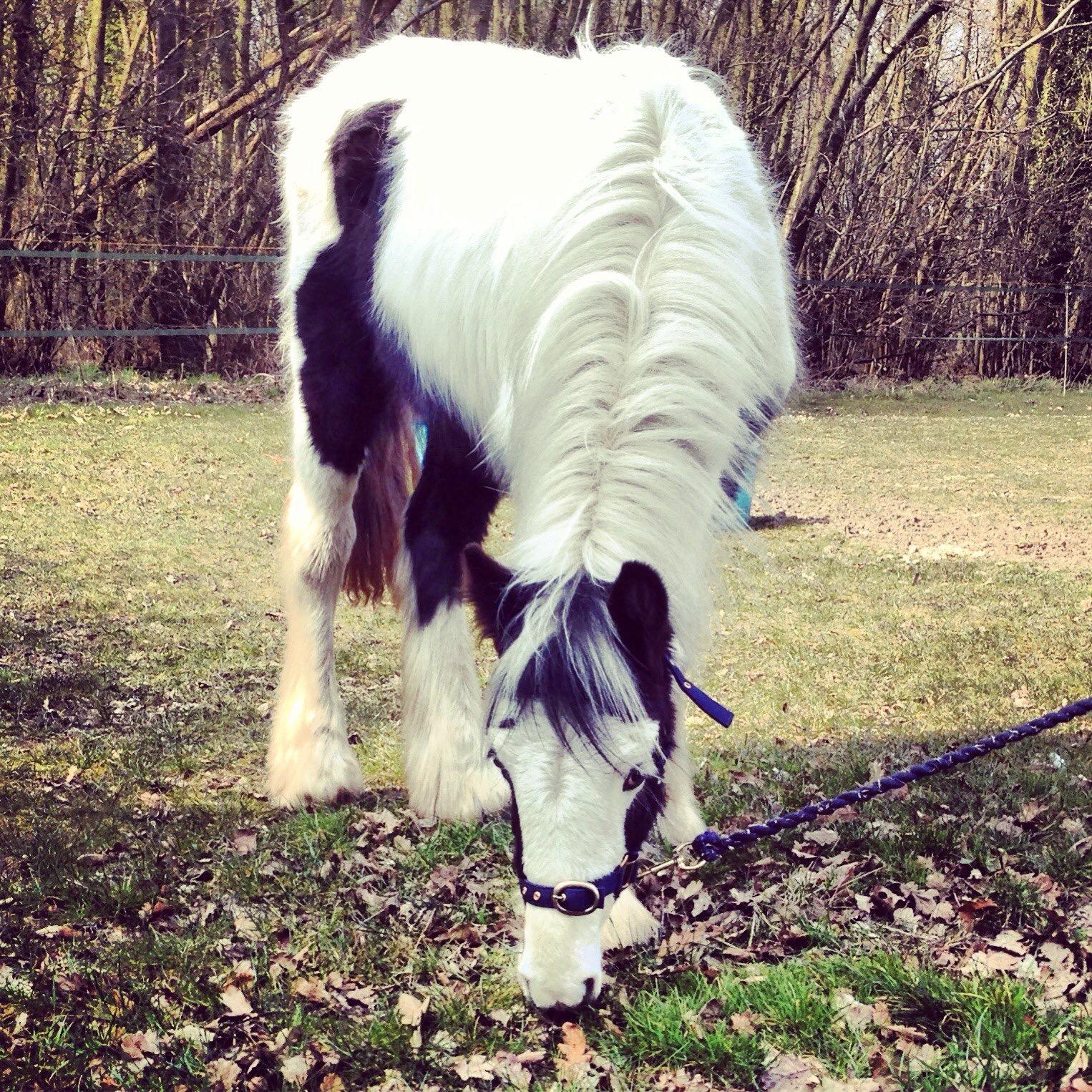How To Choose The Right Feed & Supplements For Your Horse