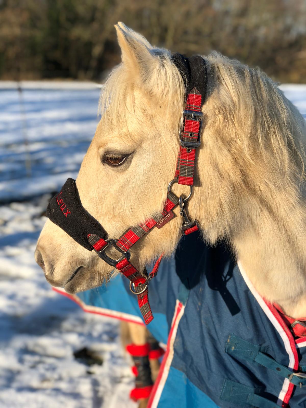 Winter Horse Care: How To Keep Your Horse Healthy & Happy